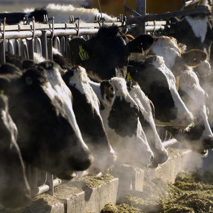 Bird flu is spreading to more farm animals. Are milk and eggs safe?